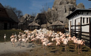 Largest flamingo exhibit! 